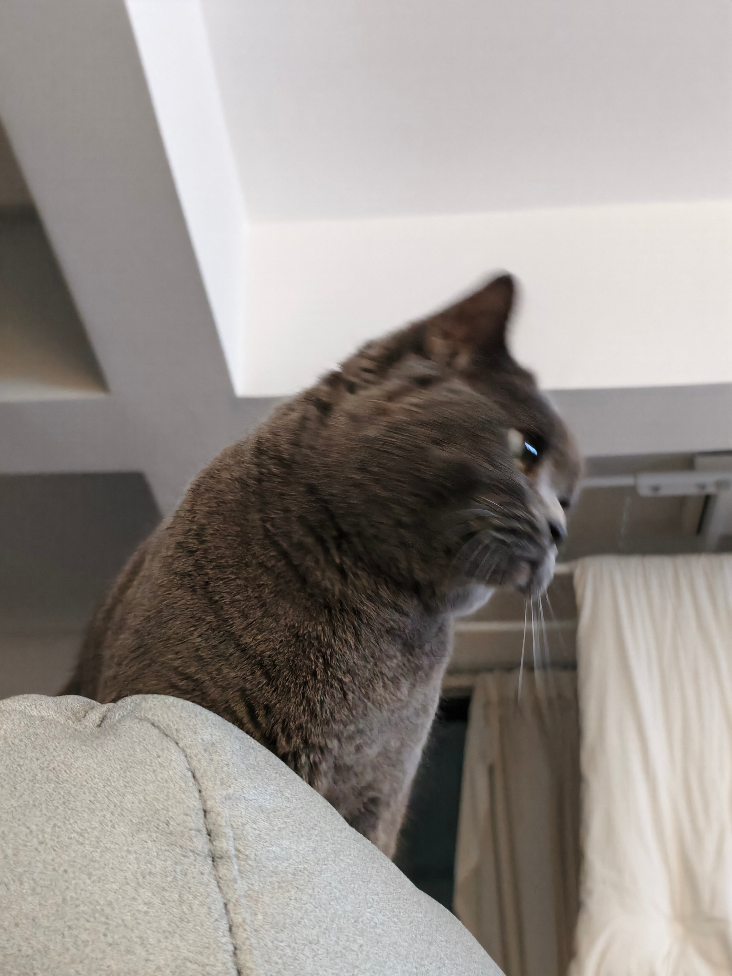 你怎么知道我在吃一些能吸引小猫咪的夜宵菇冬怎么肥四