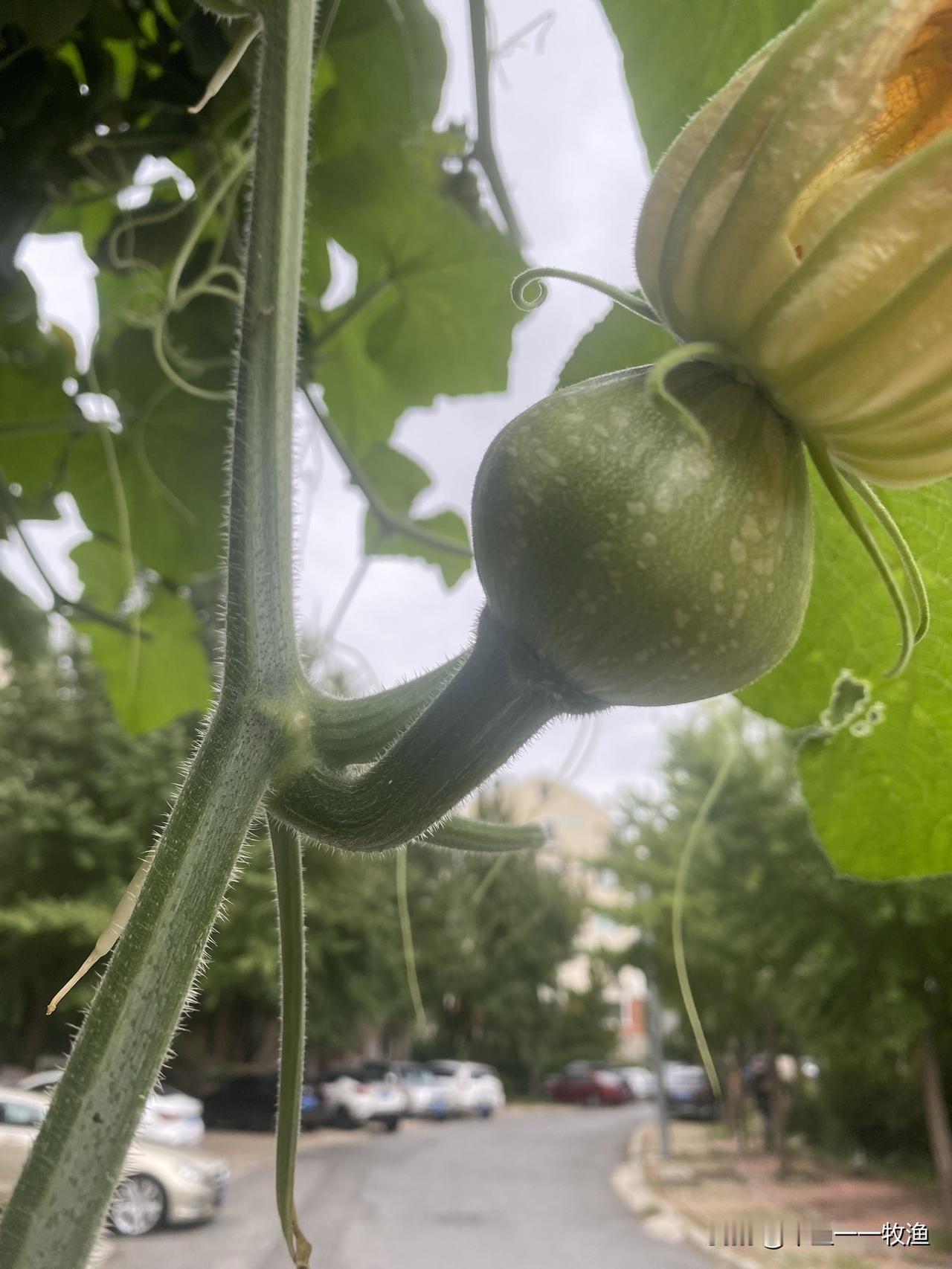我种了几棵南瓜真不够上火的，雄花雌花就是不见面。清明前后，我在房前屋后种了很多南