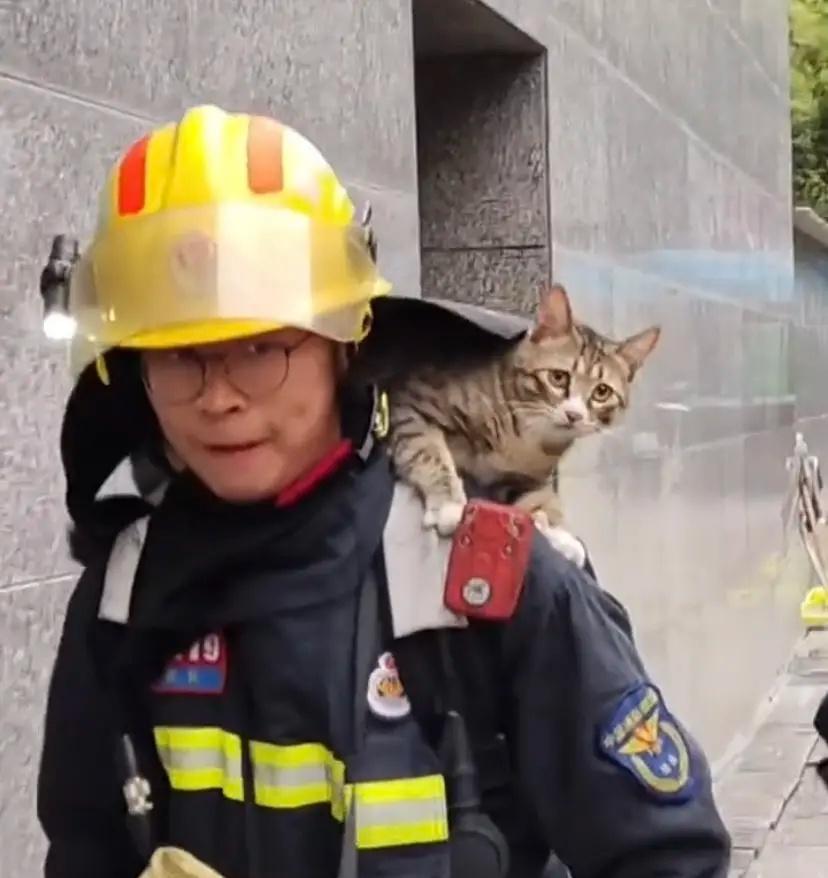 近日，据湖南消防报道，长沙一居民家中失火，消防员火速赶到救出居民和家中的猫咪。[