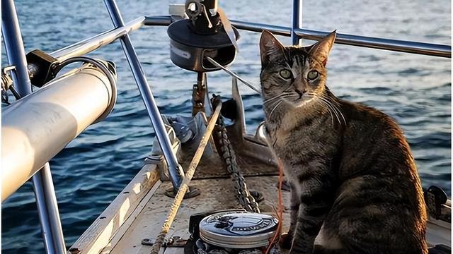 航母养猫竟藏关键用途！绝非抓老鼠那么简单
航母上养猫真的是为了抓老鼠？大错特错！