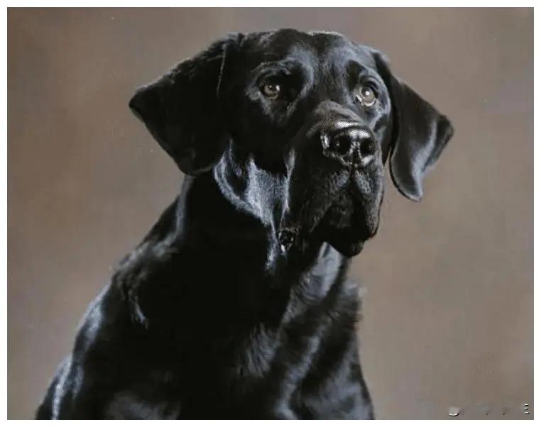 “啊呀，大老黑你狗儿日的刨啥嘞？”喜柱笑扯扯吼问。
  那老瘸黑狗子漠漠然抬头睨