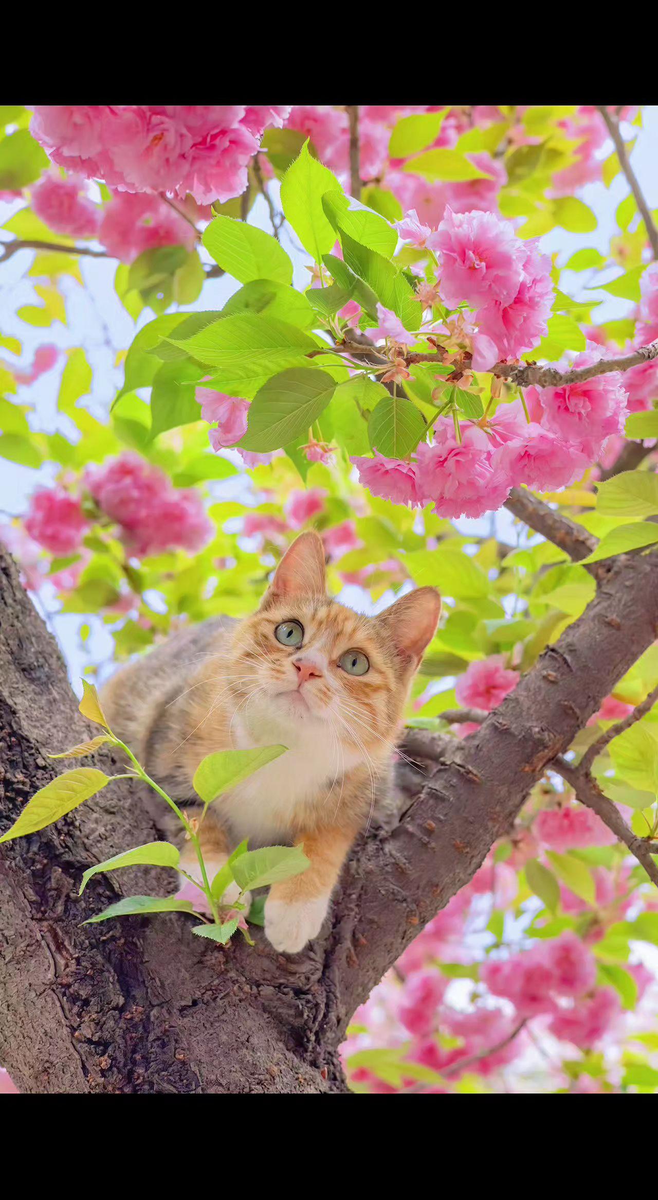 🌸粉樱织成云霞，橘猫卧在春天的臂弯🐱。抬眼是星辰坠入花瓣，原来治愈从不需要答