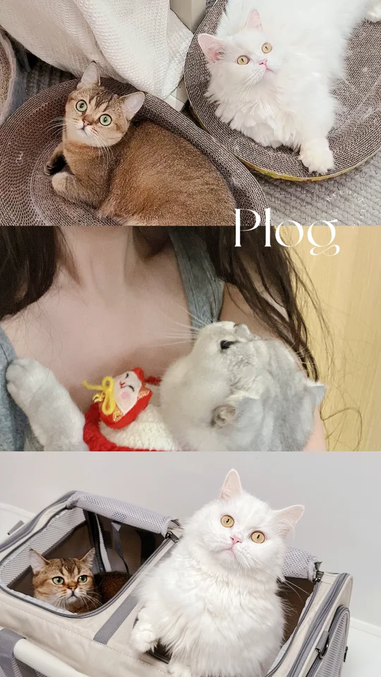 My life|多娃家庭🐱能有什么烦恼呢♥️