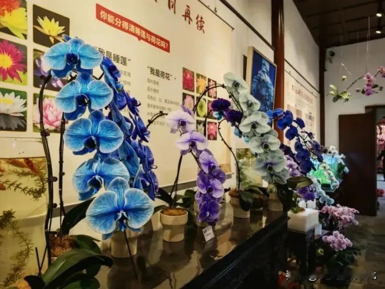 分享相册里最美的花杭州钱王祠的花展，你认识么？