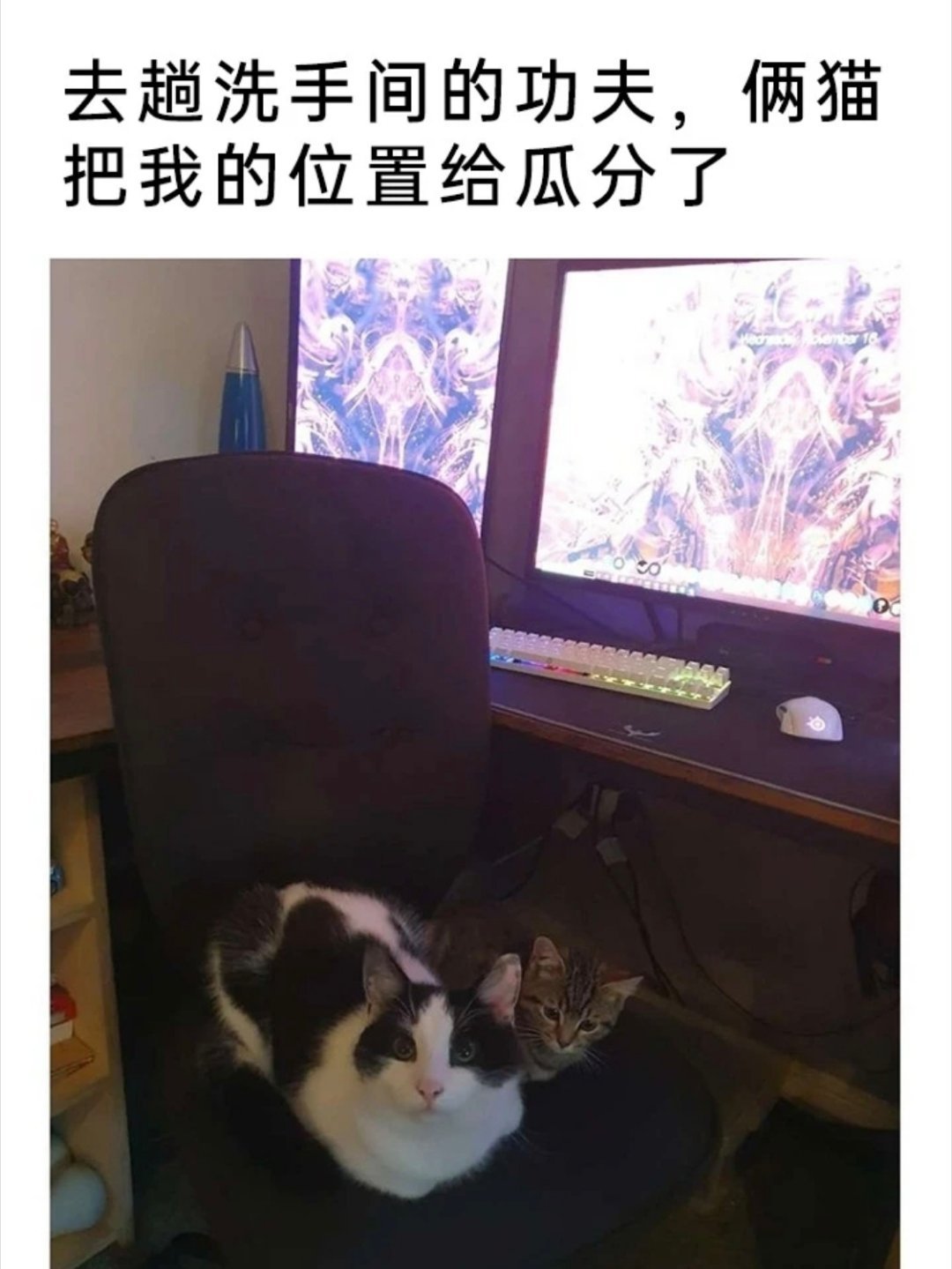 小猫即是世间所有温柔😽猫meme