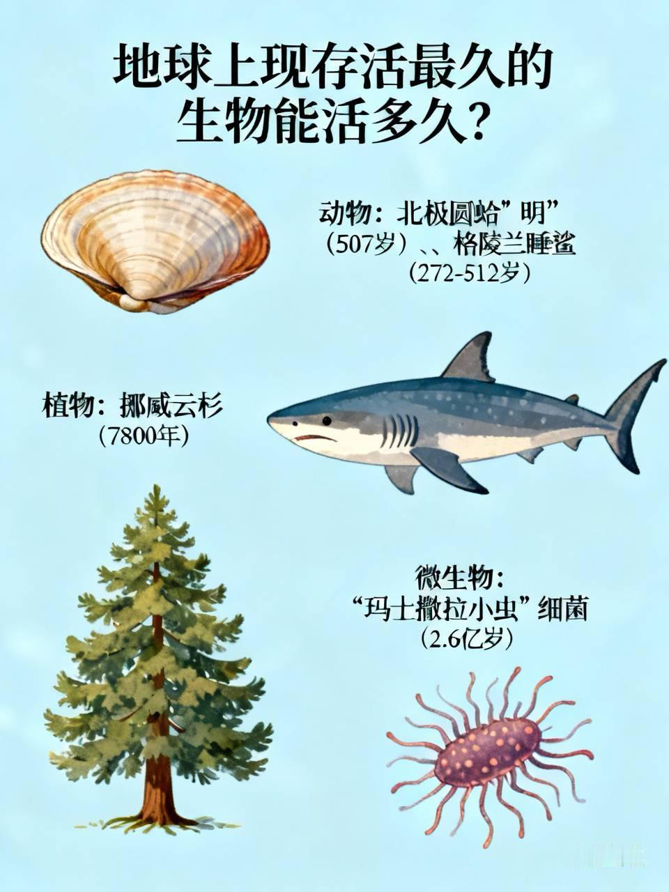 地球上现存活最久的生物能活多久？这答案会让你惊掉下巴。
动物里，北极圆蛤“明”出