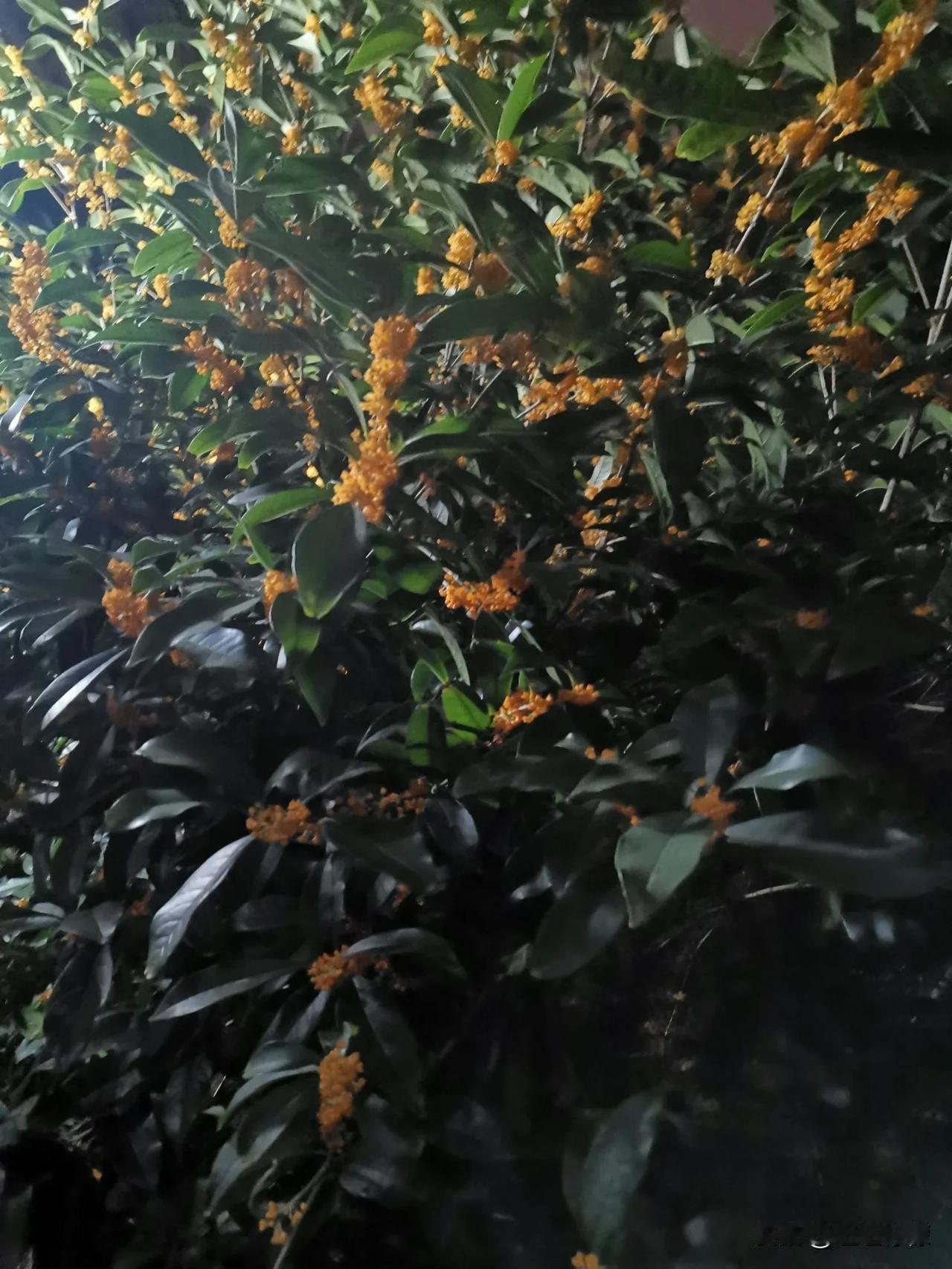 #记录秋日生活点滴#
今天，重庆市住房公积金管理中心发了新通知，买房的门槛越来越