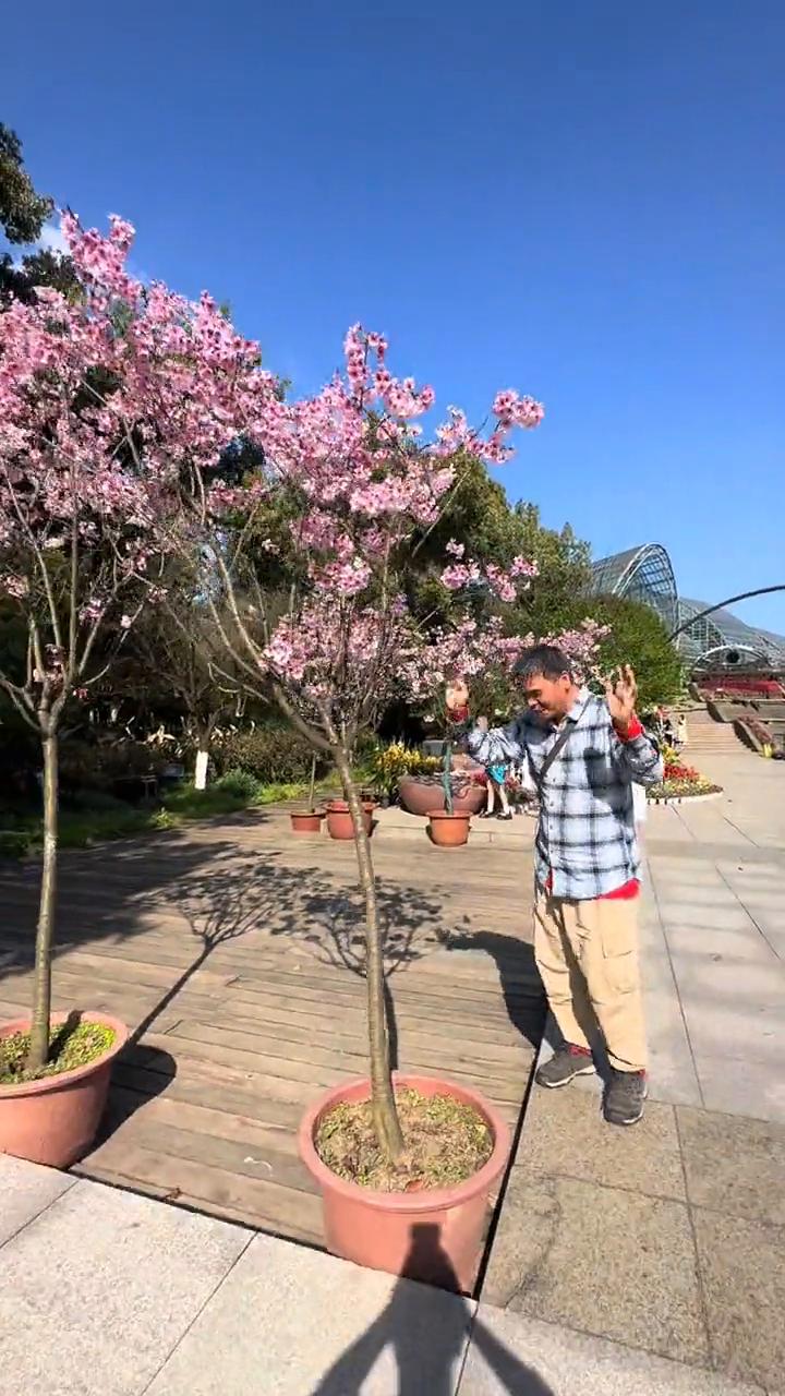 南山植物园樱花开了，好漂亮。给大家看一看都是盆景樱花，就这么几盆，比苏州园林还漂