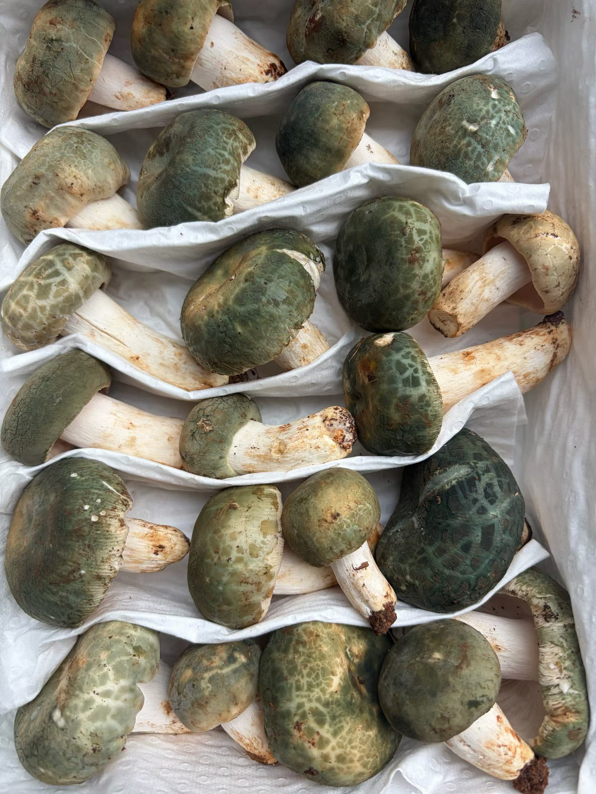 蘑菇下山、马上飞走📦✈️松茸鸡枞青头菌见手青黄牛肝 迪庆
