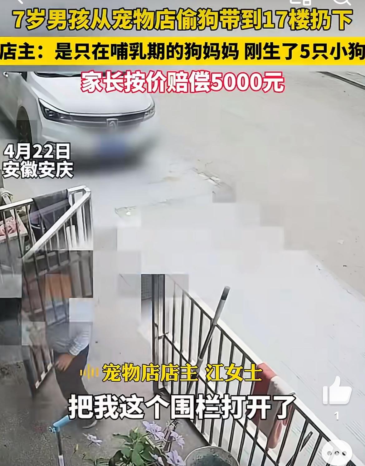 7岁男童宠物店偷狗17楼扔下，想不出这孩子生性怎么如此残忍。一只刚刚生仔的母狗，