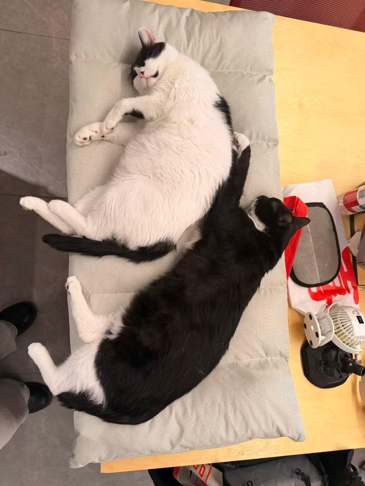 其实这个很简单，猫脏不脏和主人有很大关系，你的猫要是天天出去跑，还不驱虫，洗澡那