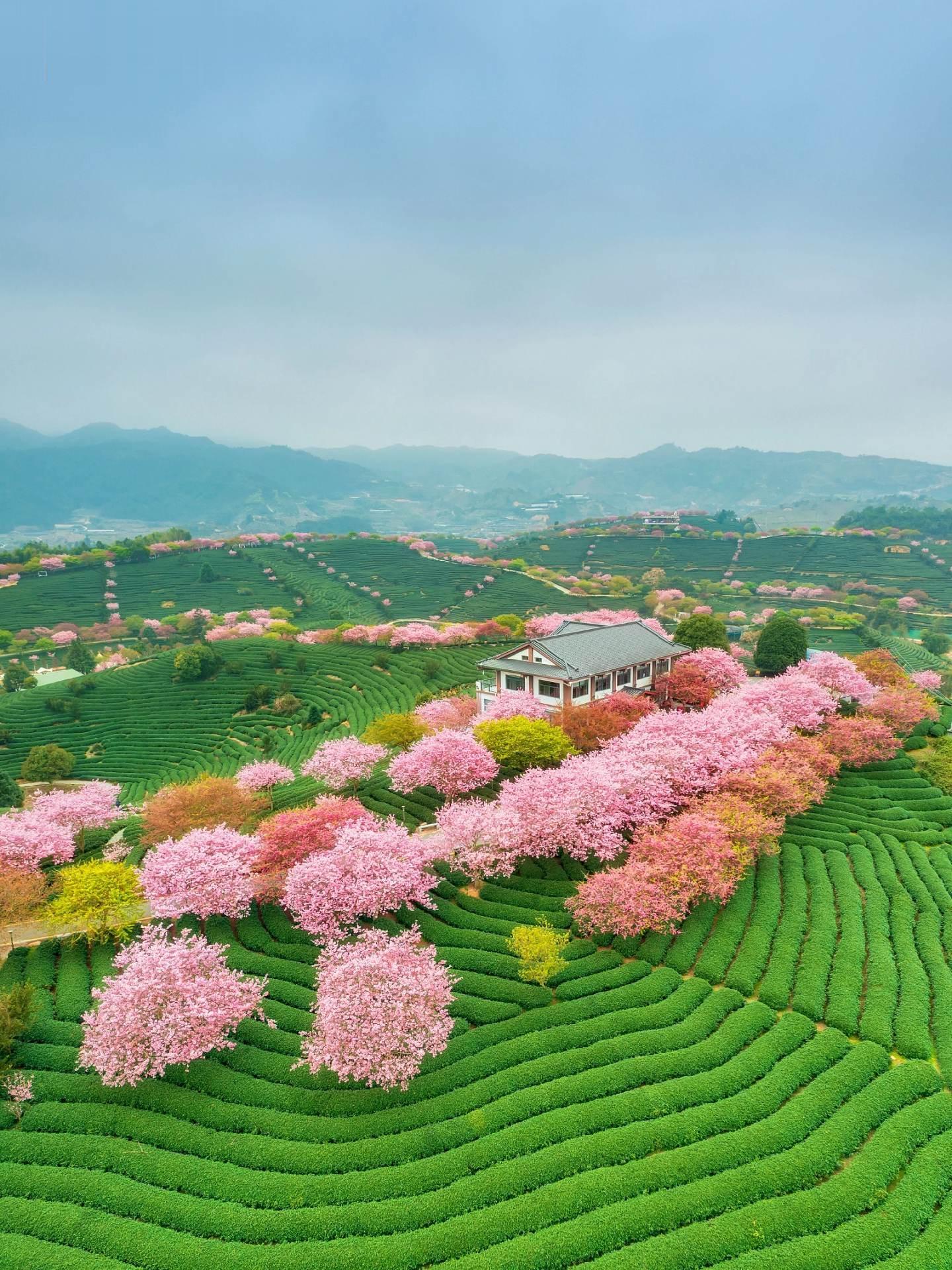 不用去日本，厦门周边的万亩樱花才是天花板 · 被《世界地理》封面选中的...