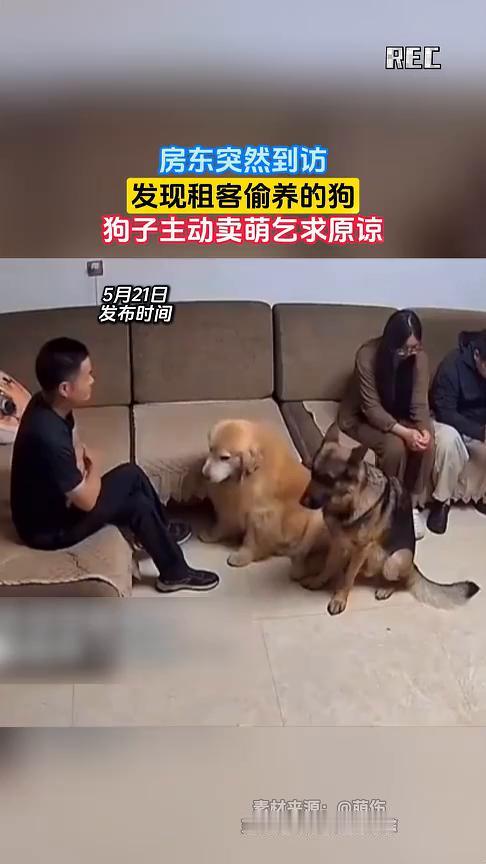 房东突然到访，发现租客偷养的狗，狗子主动卖萌乞求原谅。
萌伤。
5月21日，沈阳