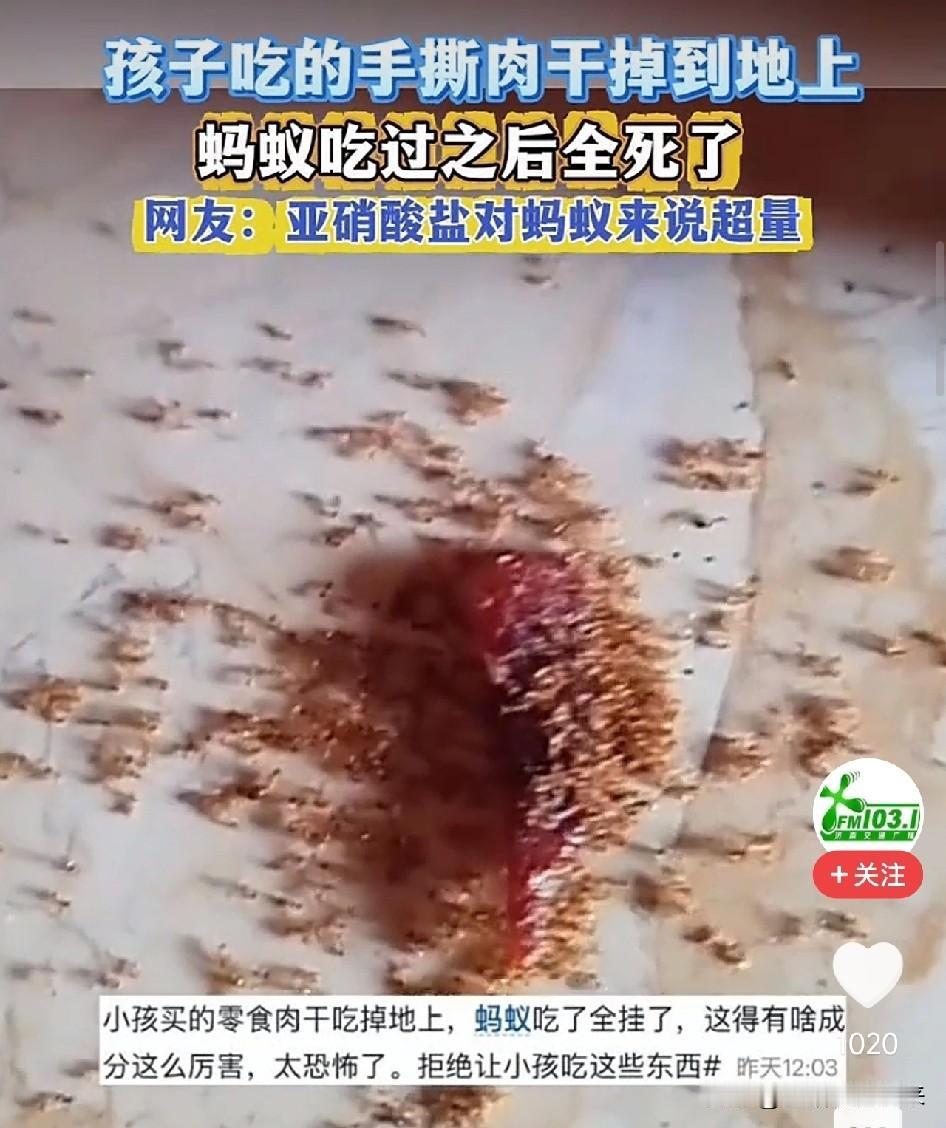 宝妈带娃玩耍，一块手撕肉干掉地上，蚂蚁吃完团灭，还能让孩子吃么？

5月17日，