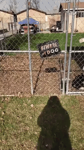 牌子上写着：内有恶犬！狗：别听他瞎说，进来玩啊！[嘻嘻]