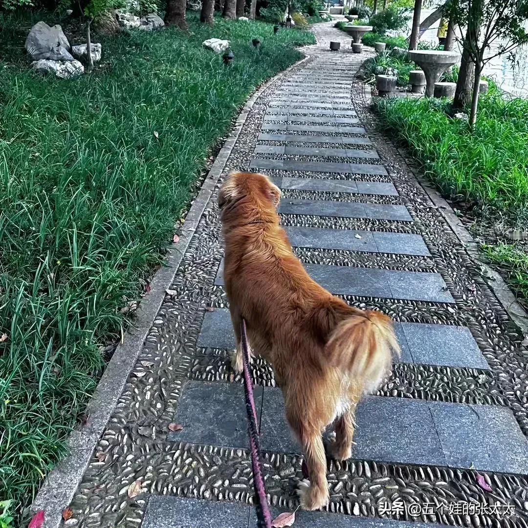 金毛踏石径，绿草映晴空。