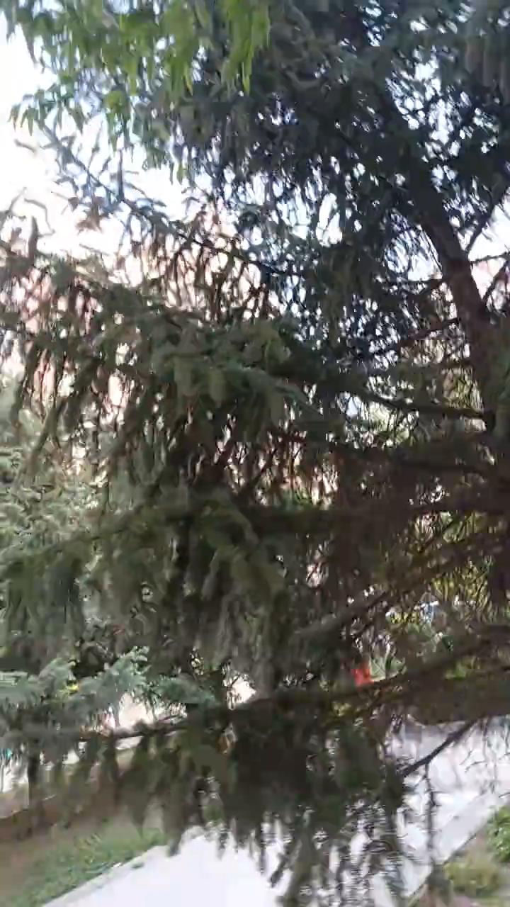 快把我吓一跳，我也瞎玩去。这花挺好。