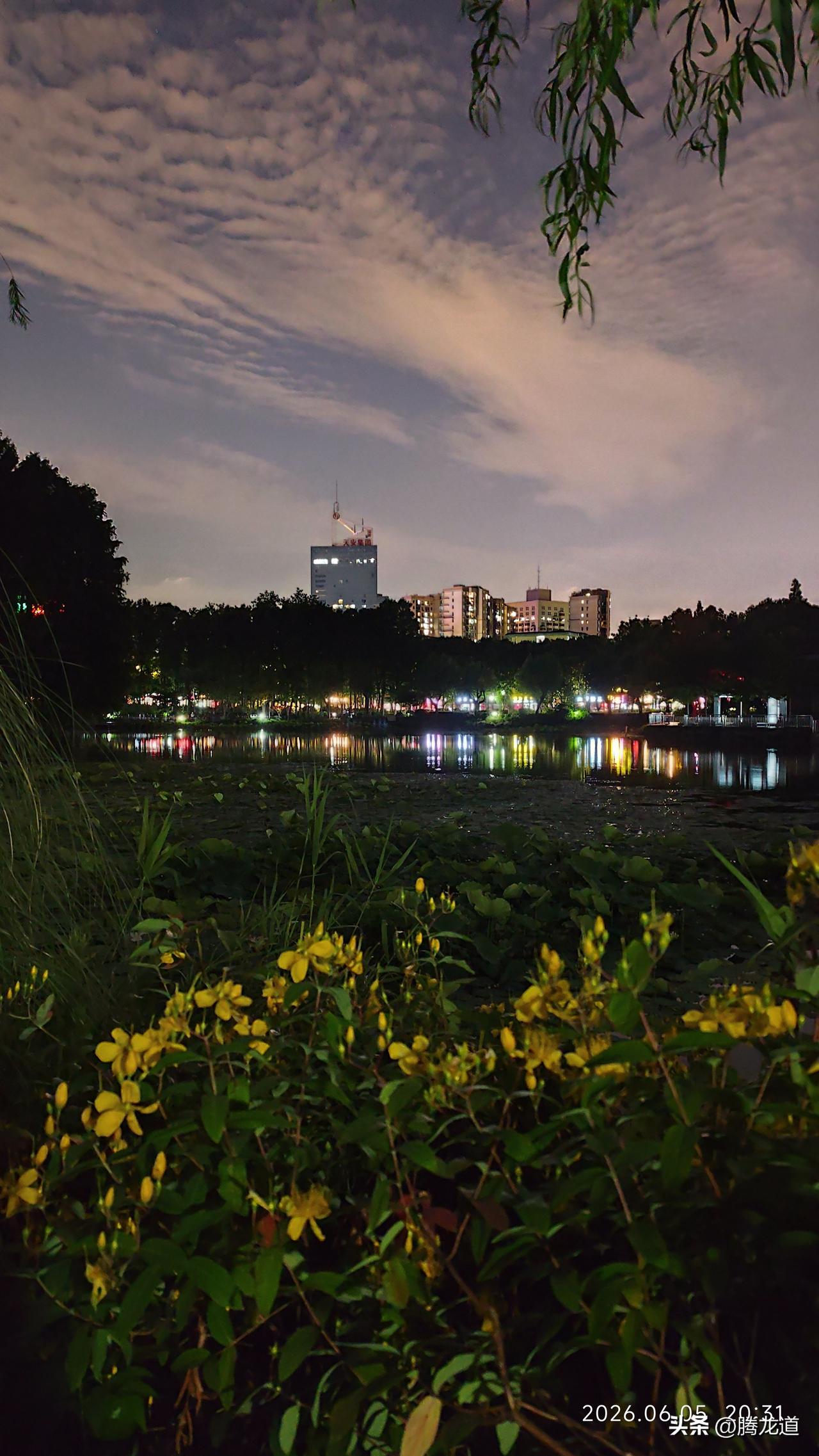 真心话茶局夏日宁静的夜晚，公园里景色迷人，金黄的小花在湖畔争相开放，远处灯光点点
