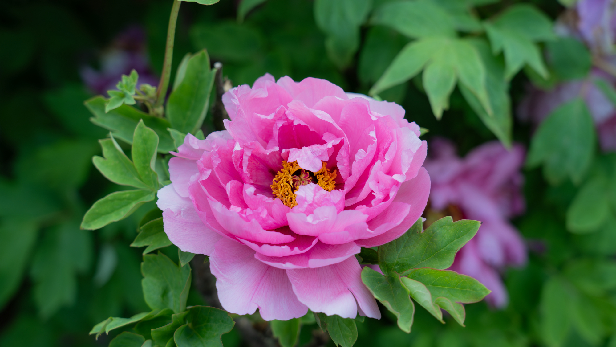花开富贵，小时候床单上的牡丹花原来真长这么艳丽。洛阳牡丹 洛阳·隋唐城遗址植物园
