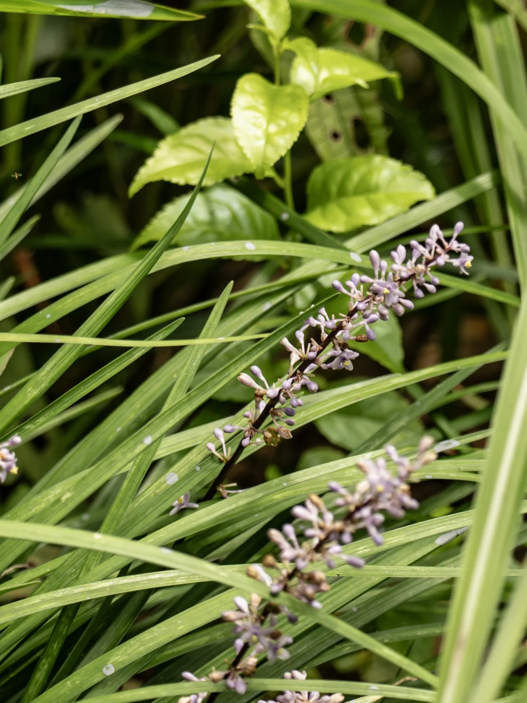 植物笔记480 | 漫山野盛开的小紫花