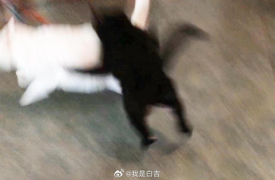 回看蝦蝦，真不像貓😅😂😂 ​​​