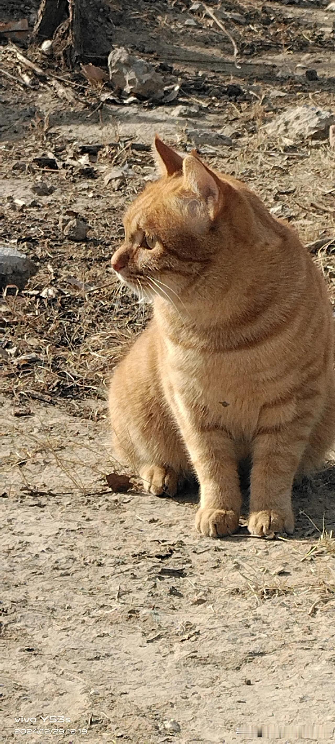 关爱流浪猫能提升城市的人文形象。