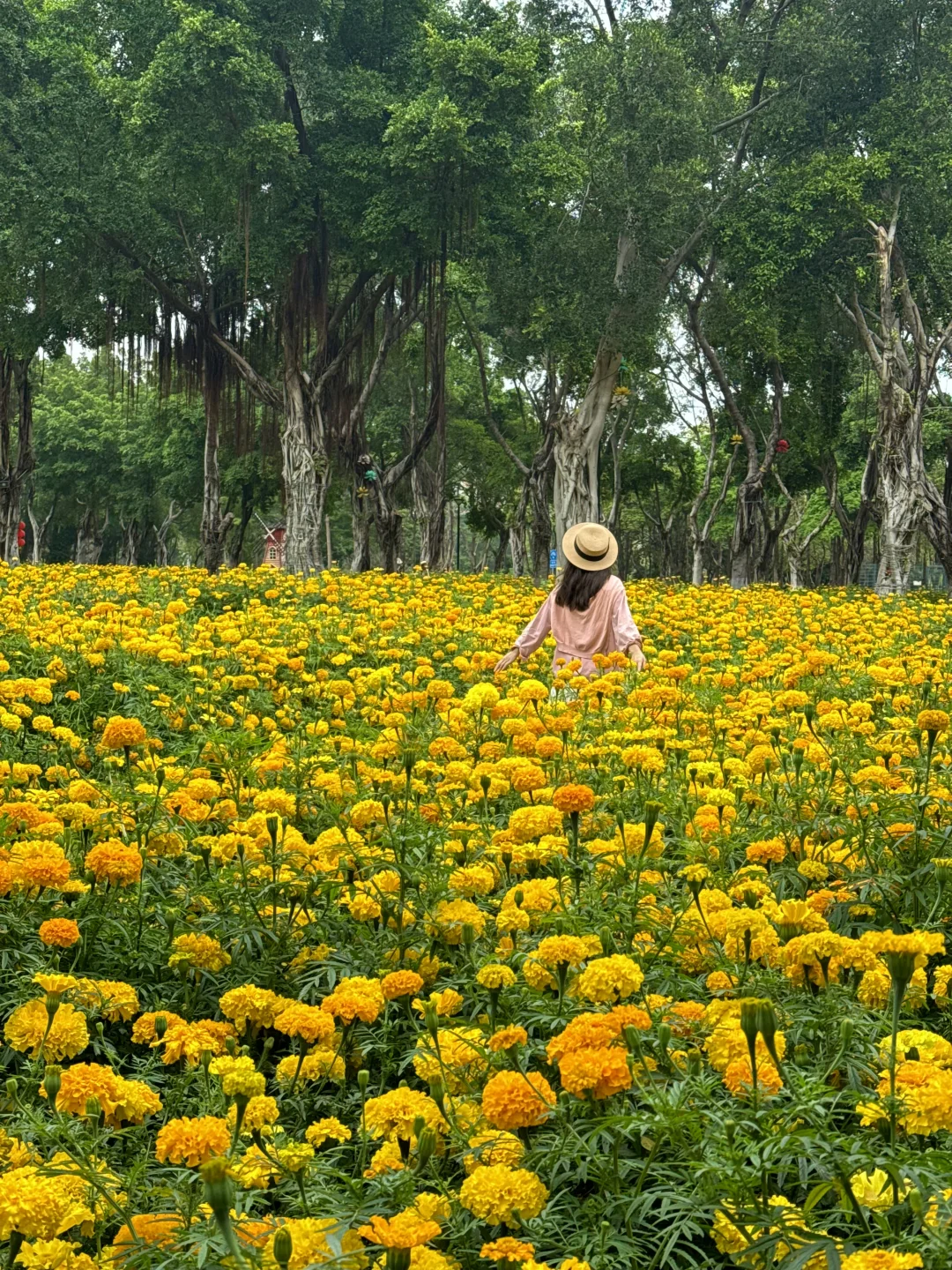 3.20实拍🌼佛山地铁直达🚇新的花海好美