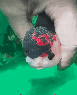 图1：金鱼也可以那么漂亮？没有养过确实不知道。