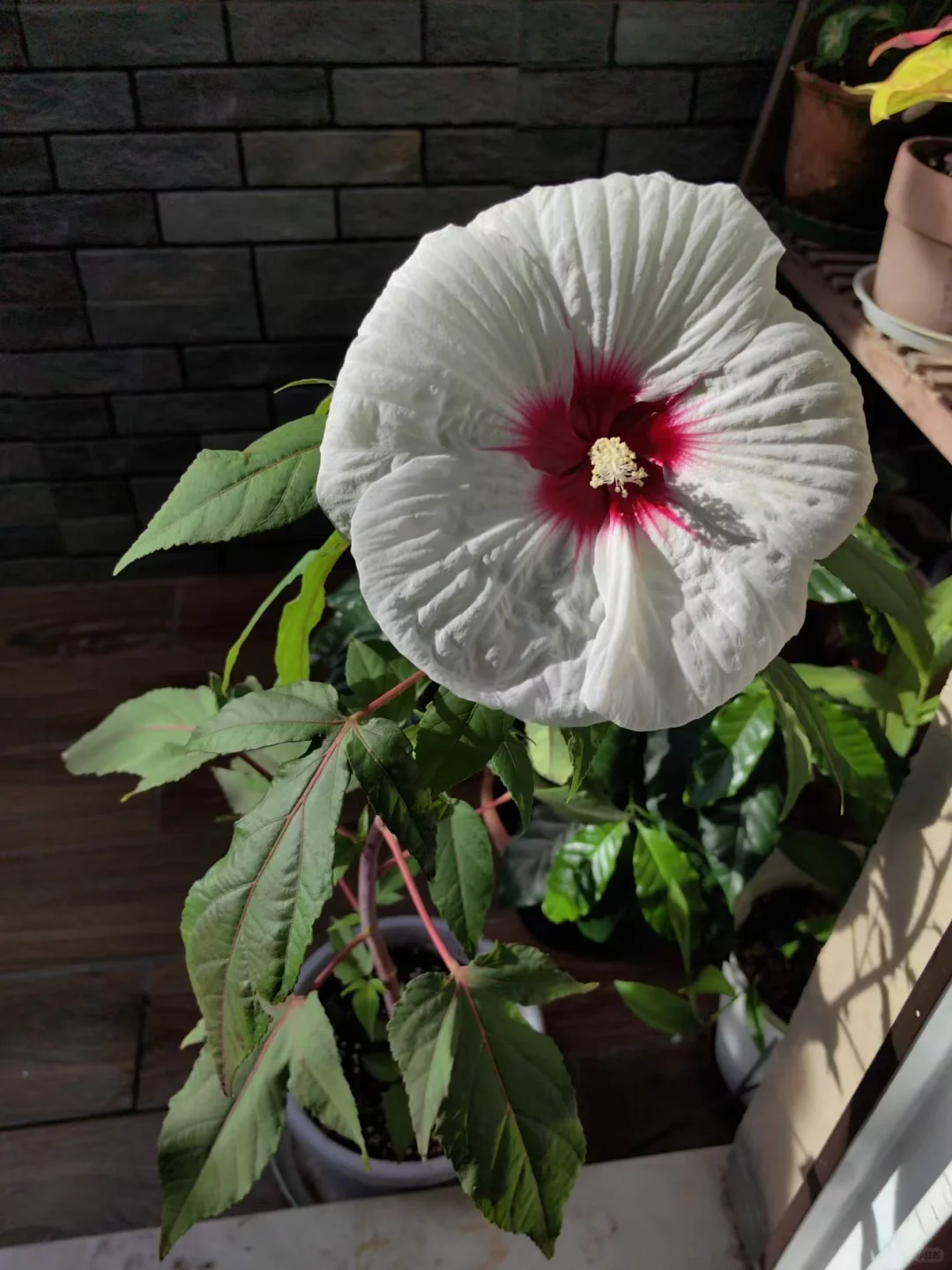 重庆连续40度下，哪些植物还没焦？