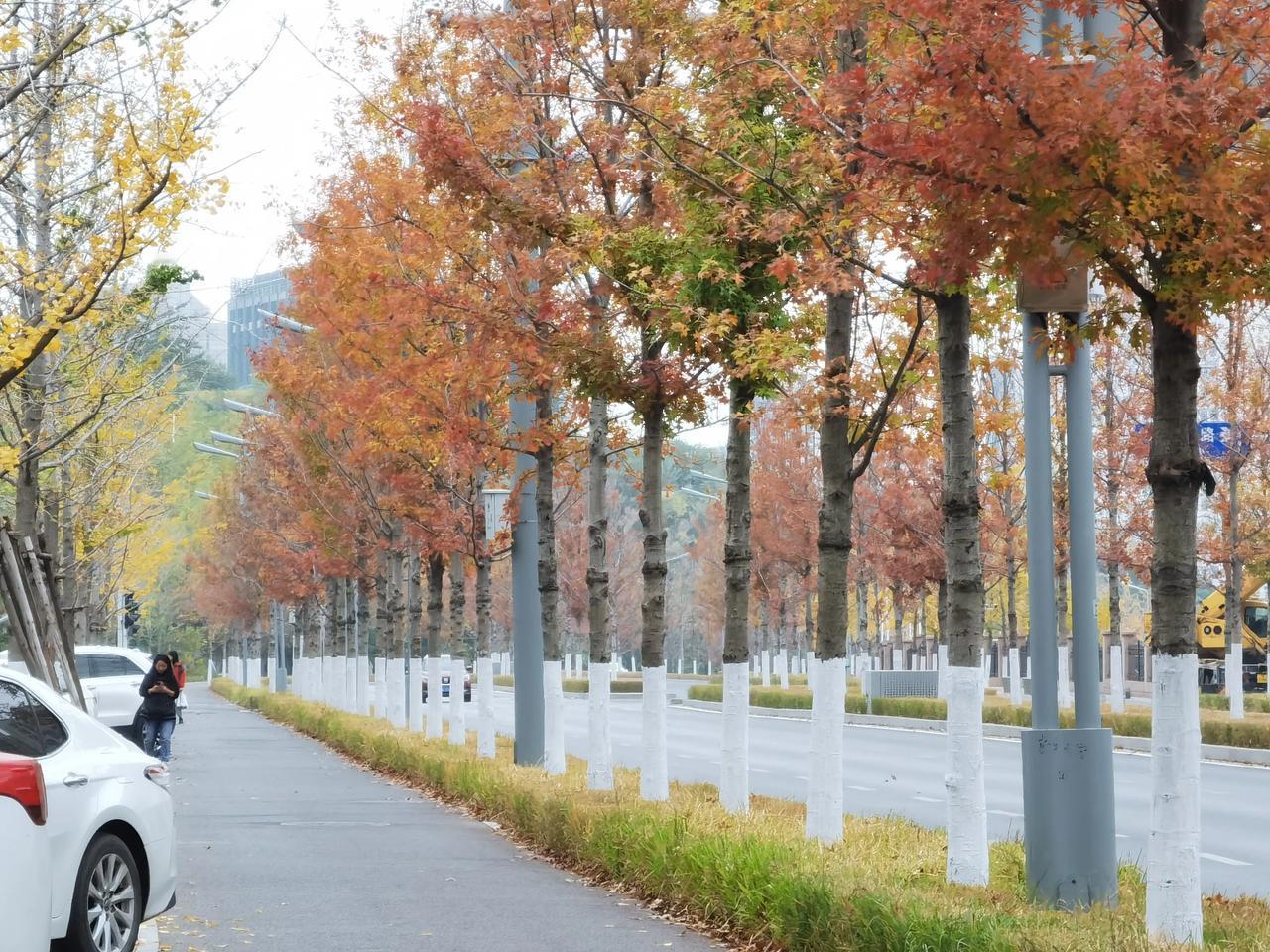 济南发现最美枫叶大道
最美银杏大道
居然就在市中心最繁华的地方
居然有山有水
还