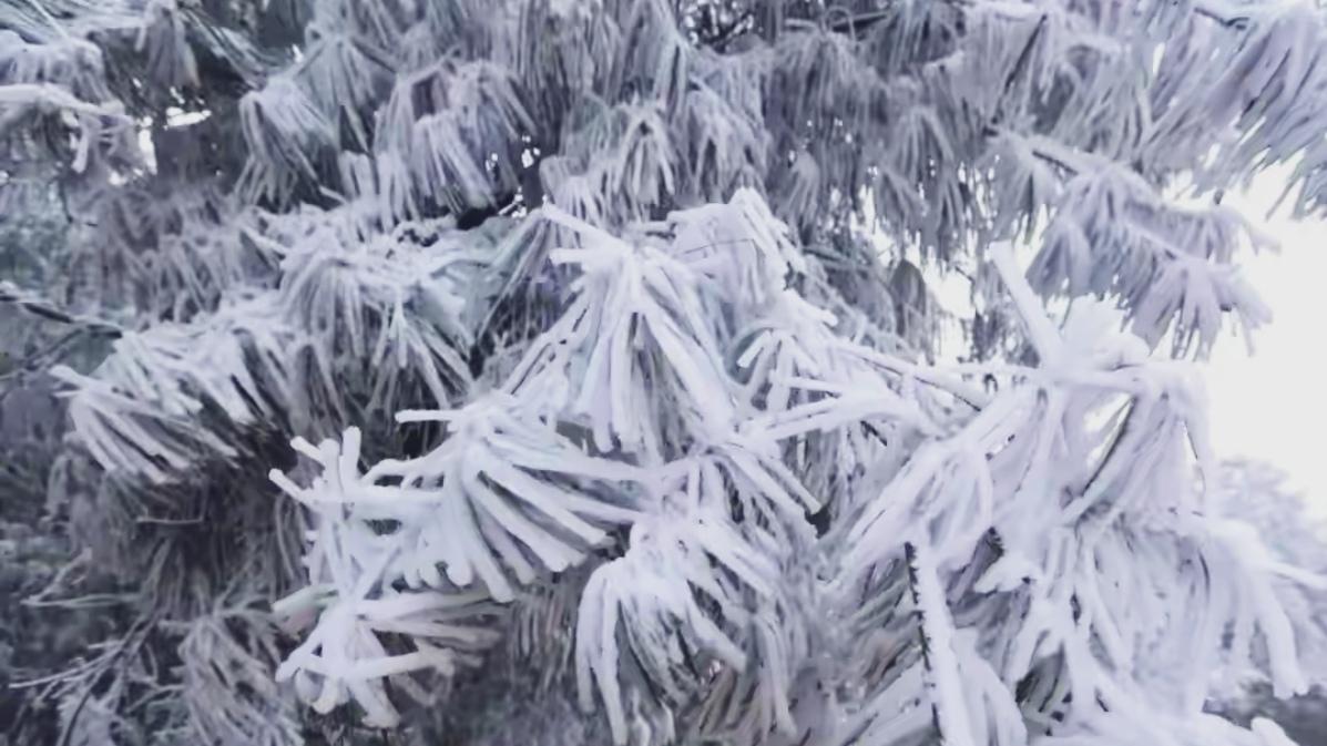 昆明骑友冲！寒冬梁王山藏着限定浪漫，2026首场雾凇已上线！50公里盘山骑行挑战