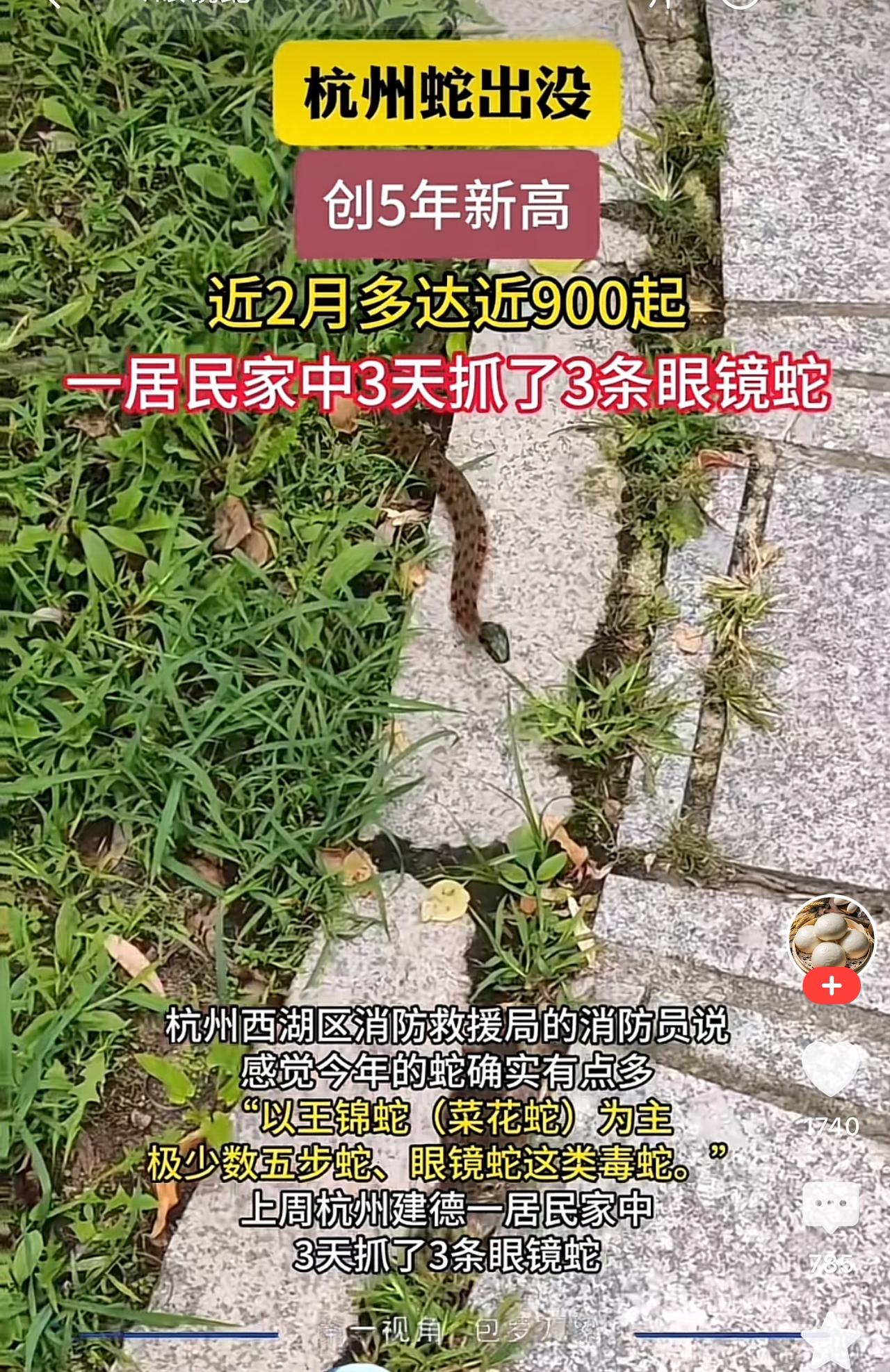 杭州不愧是白娘子的基地，据说城市里面蛇出没，甚至有居民家抓到眼镜蛇，这就太惊悚了