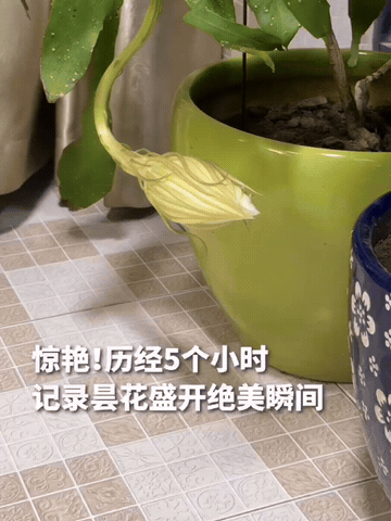 昙花一现，见者好运！
历经5个小时，网友拍下了昙花盛开的瞬间！这绝美的一幕，美到