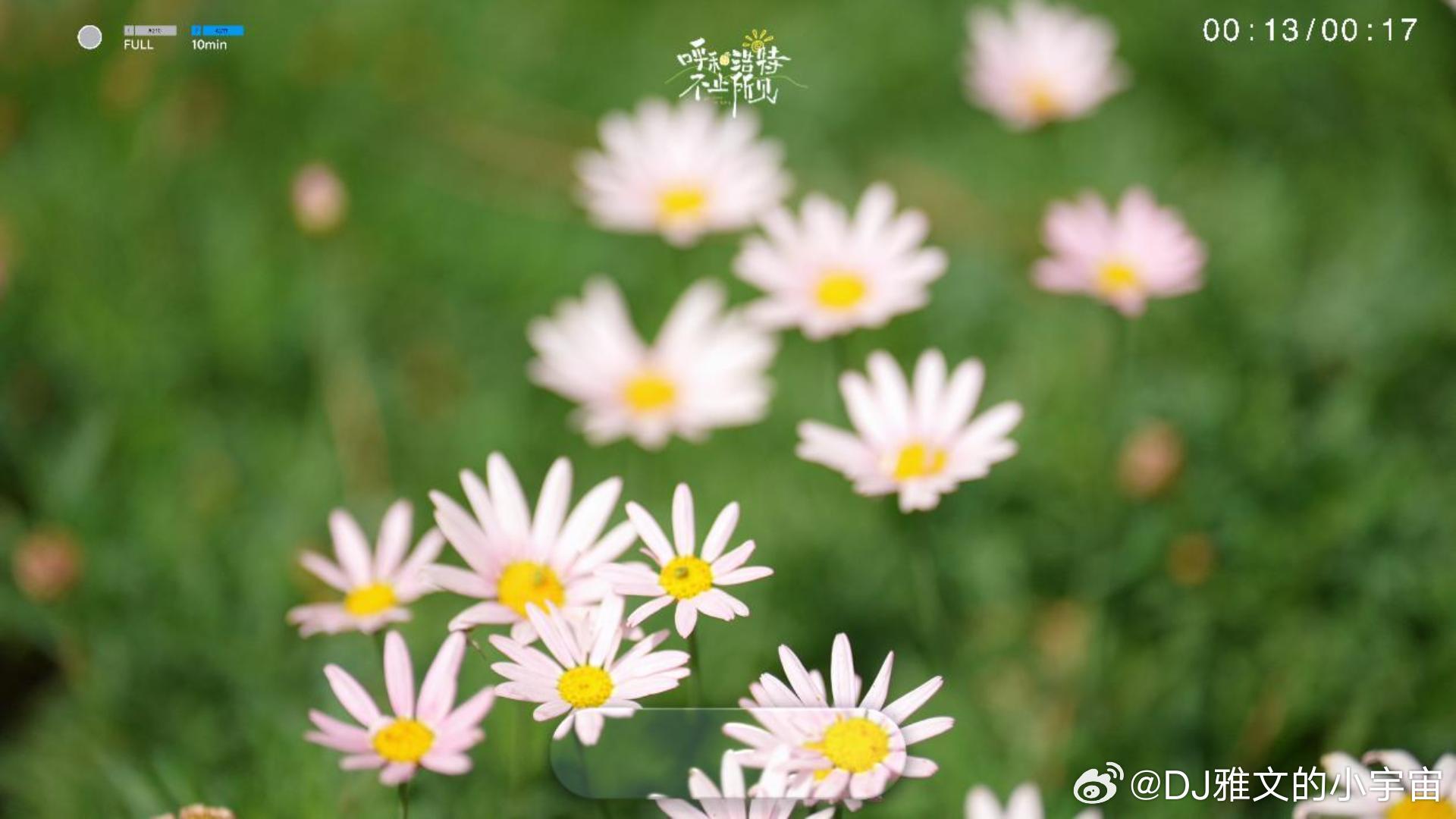 阳光信用暑气渐盛的青城夏日，寻一处安静角落慢下来。风掠过枝头，花瓣轻轻舒展，把这