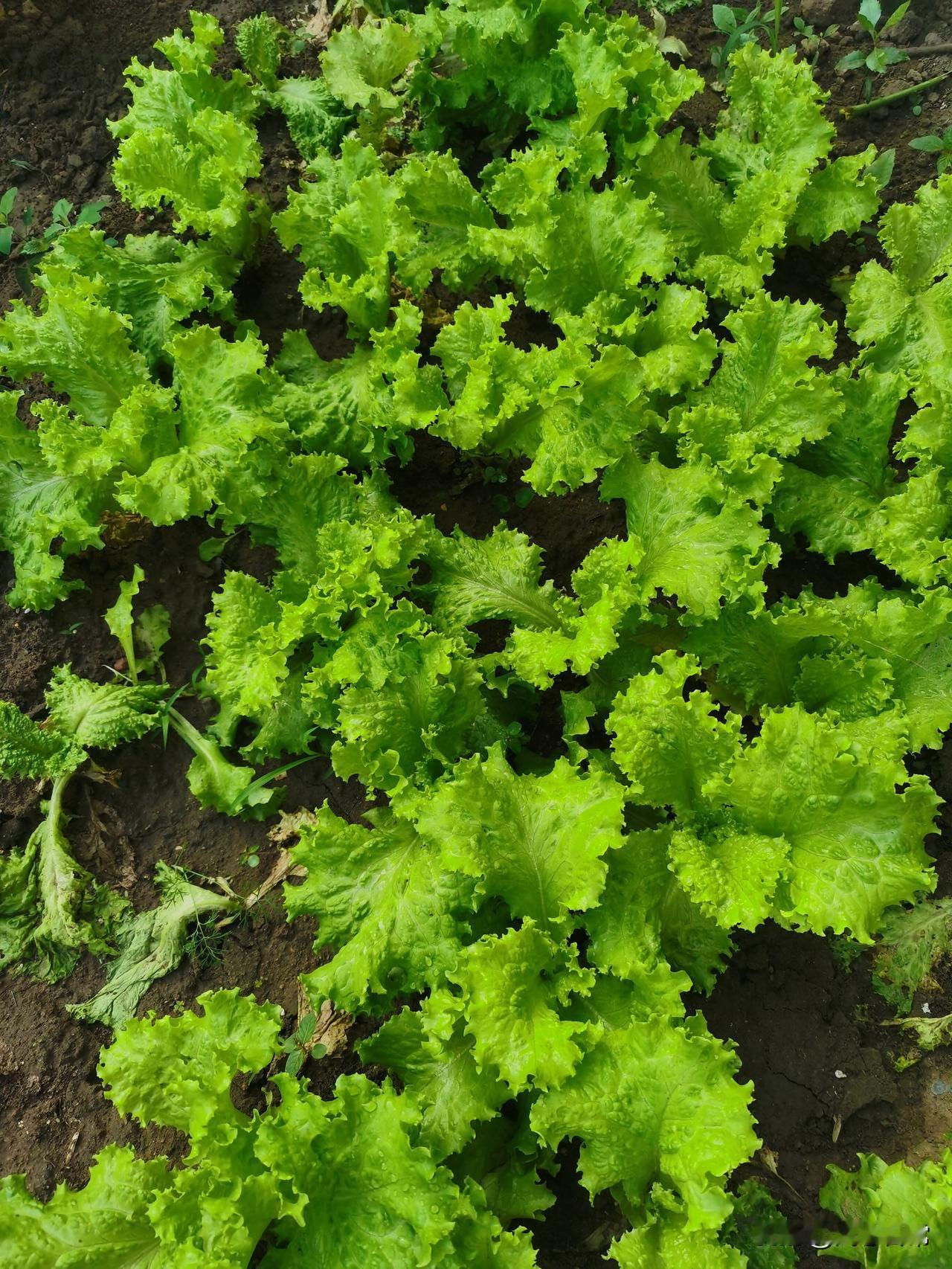 没想到今年生菜种得这么成功！
满满一畦绿油油，叶片又厚又嫩，没有黄叶不生虫，看着