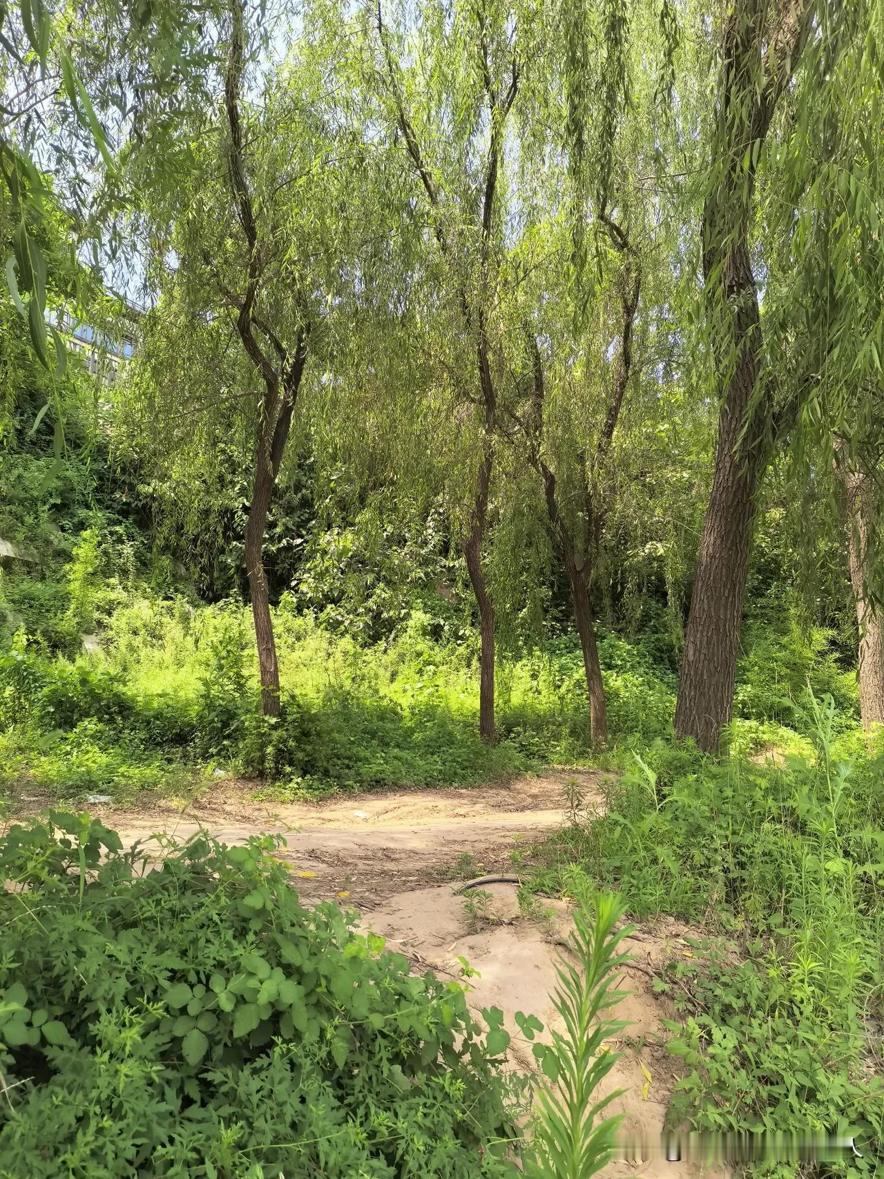 城市角落藏着一片清净柳林
 
偶然走到城郊这条土路，一下子被这片柳树治愈了。
几