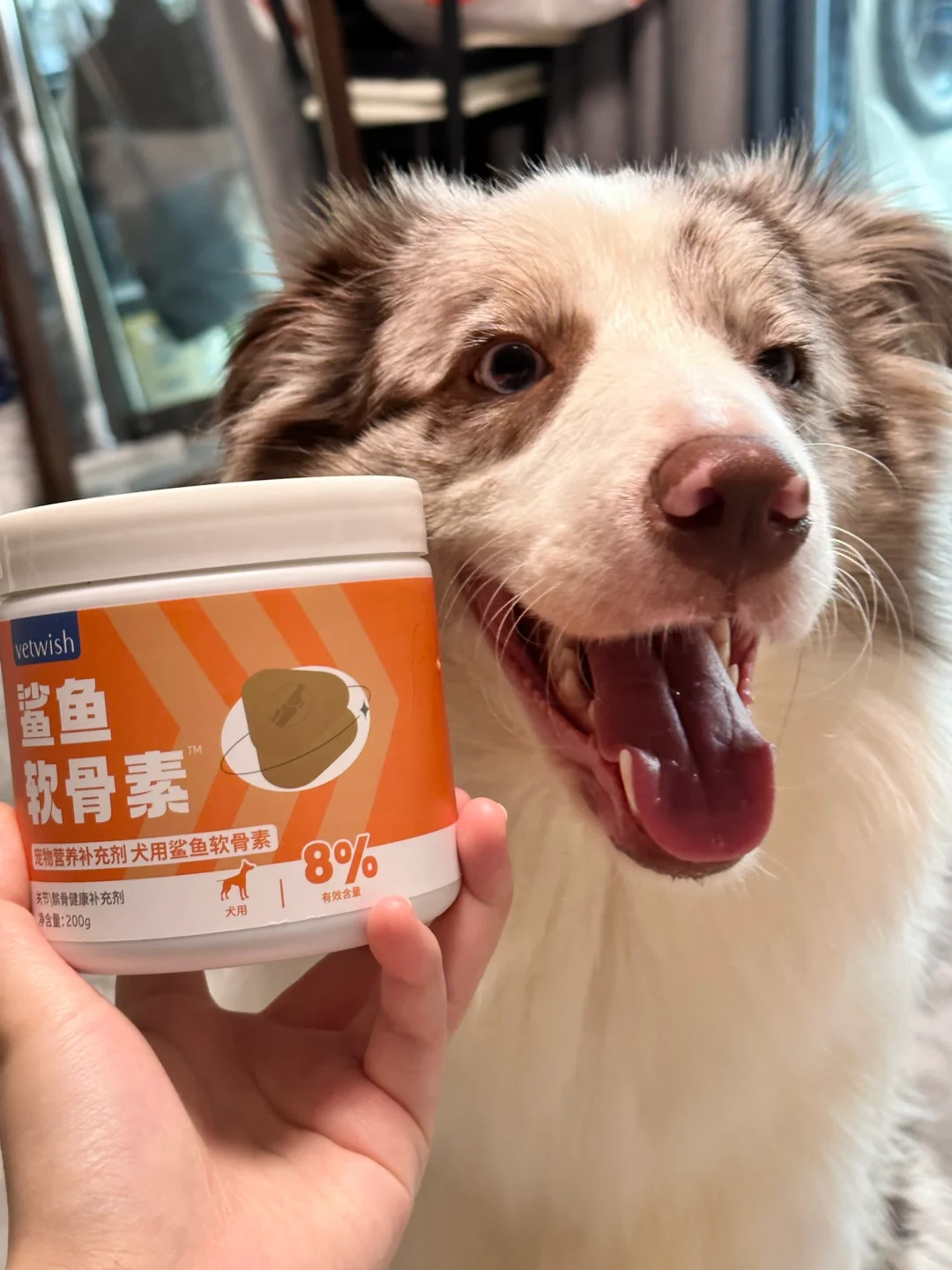 狗界体育生的关节养护