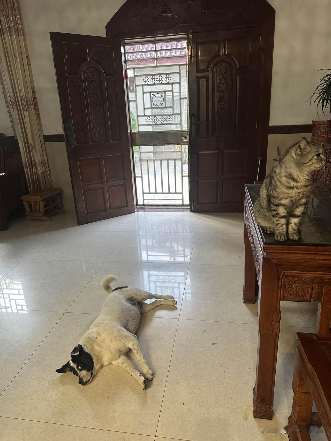 酷暑难耐，狗子瘫在地面避暑，小猫淡定端坐，家里两大活宝各有各的姿态