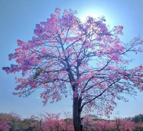 俄乌战场动态：无人机攻防白热化，乌东两大重镇告急
大家好，欢迎收听本期国际局势播