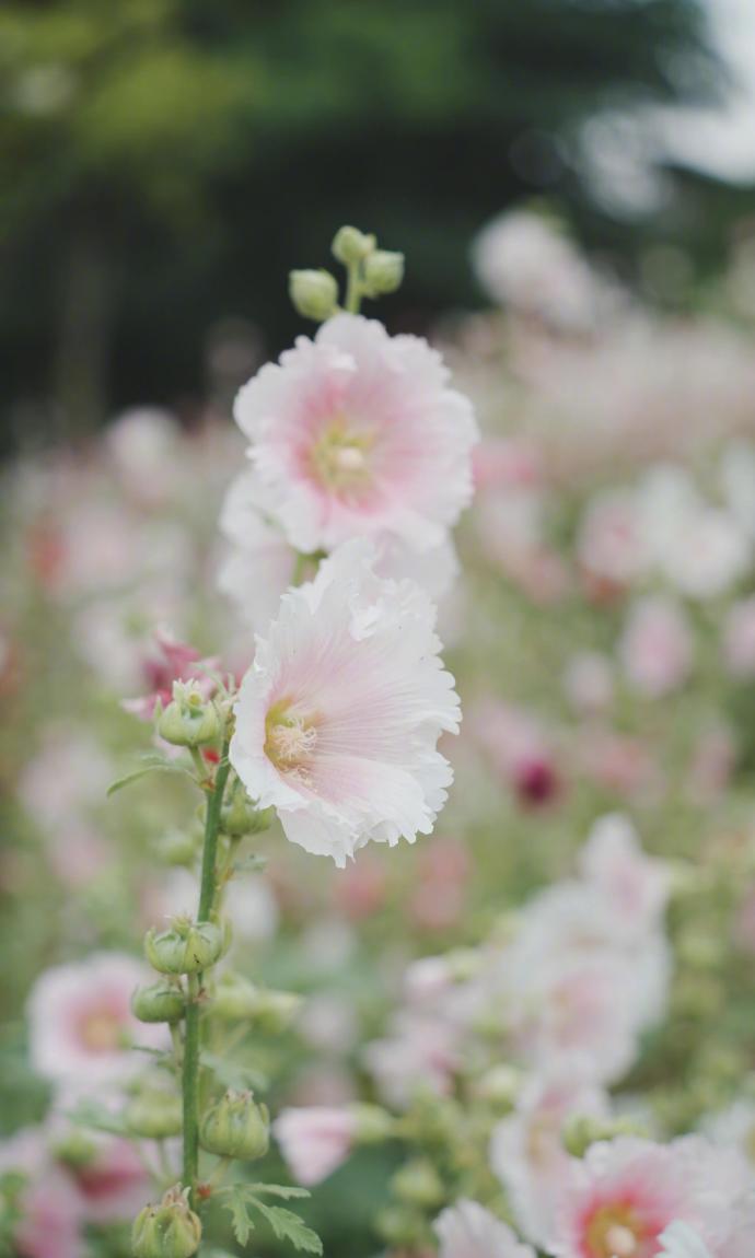 “蜀地来花，漫染初夏。” 