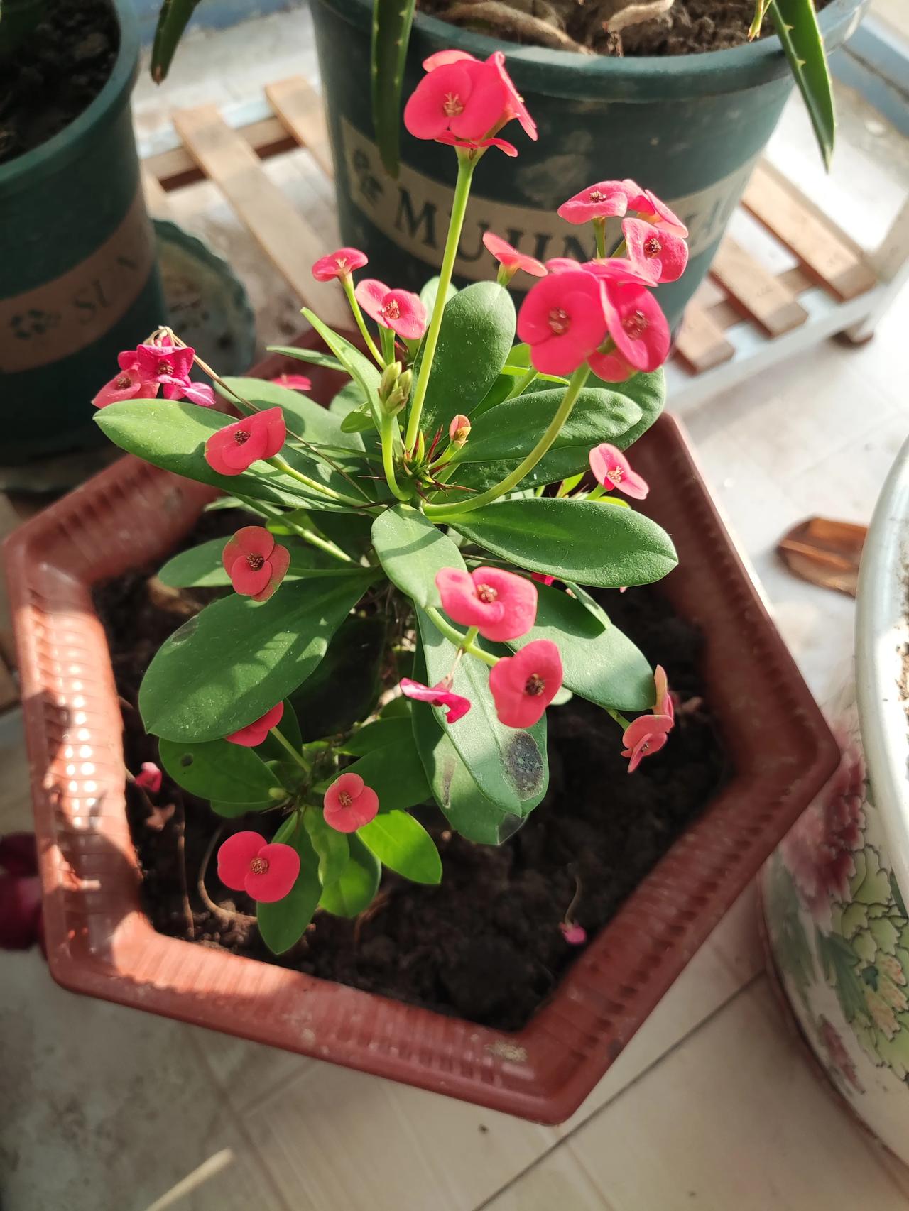 这颗虎刺梅花开了一年了