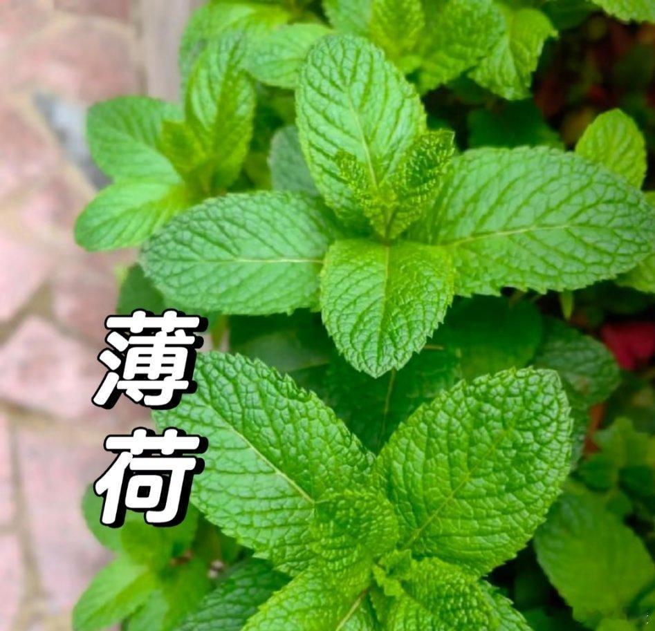 薄荷：清新草本的多样魅力 薄荷，又有苏薄荷、南薄荷等诸多别称，还被叫做升阳菜、夜