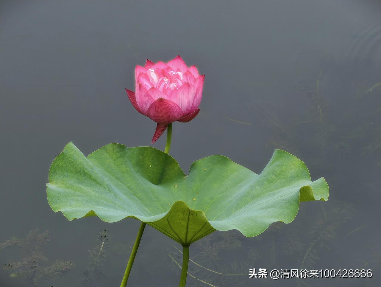 红荷独倚一庭凉。
翠盘轻卷承清露，
静立清波自吐香。