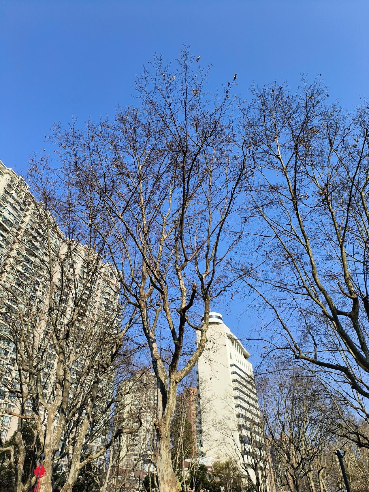 蓝天白云☁️绿树🌲红花🌸