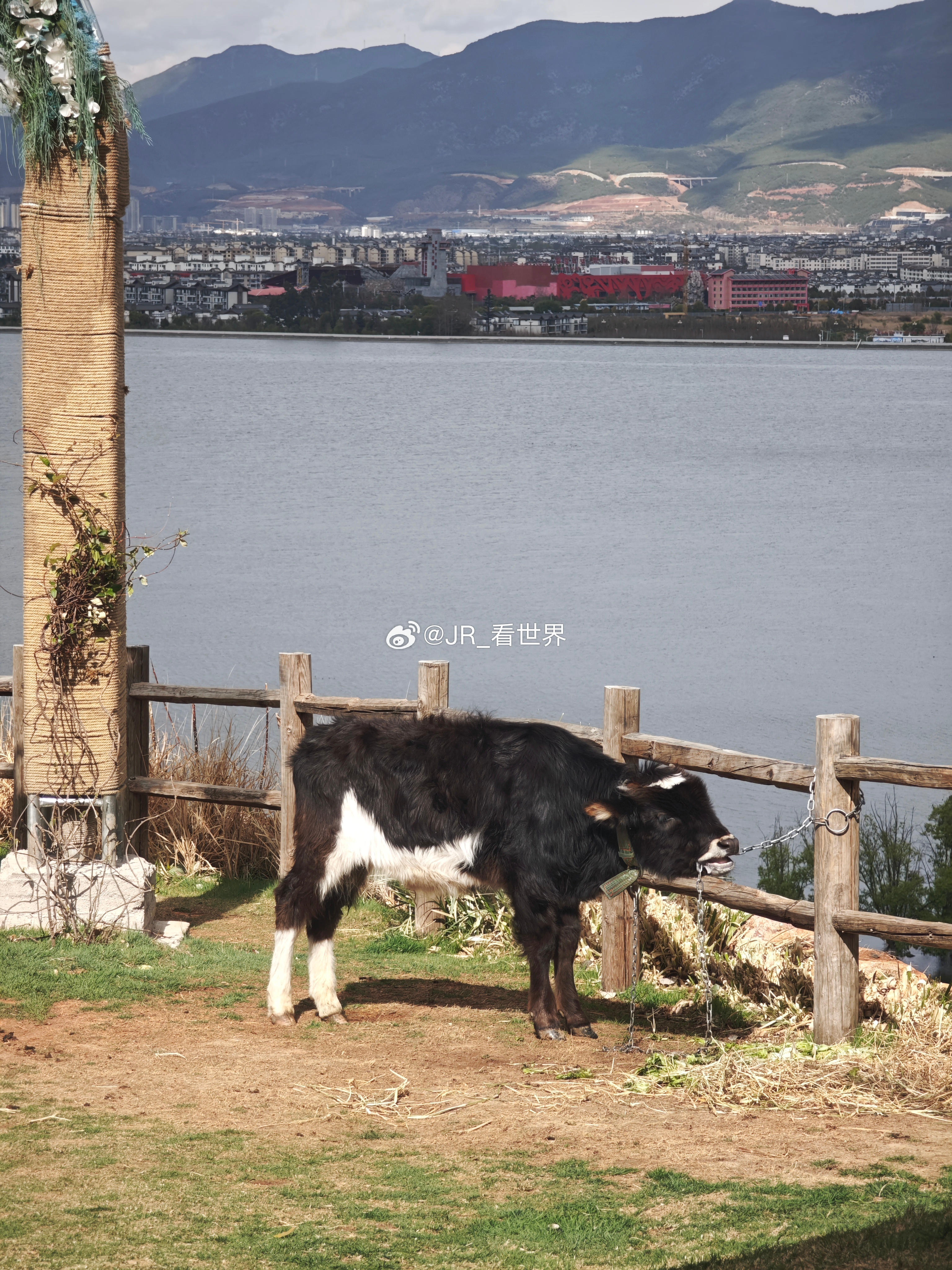 你们踏青都去哪儿？丽江绝对是个绝佳选择赏花踏青特色主题专列来了