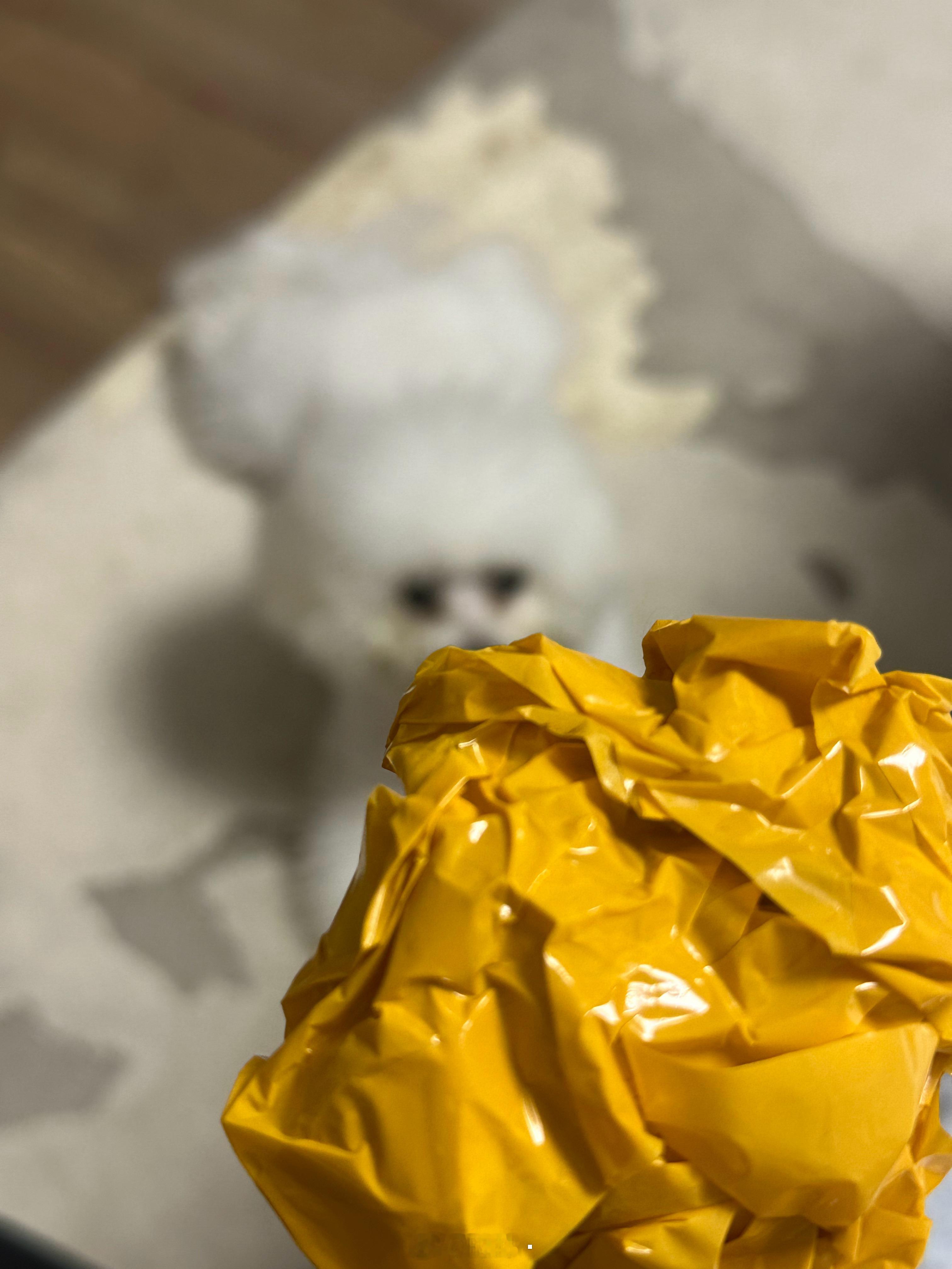 我说的：下去吧，不是玩具 没小满的份儿我的狗听到的：去吧！玩具！小满的！ ​​​