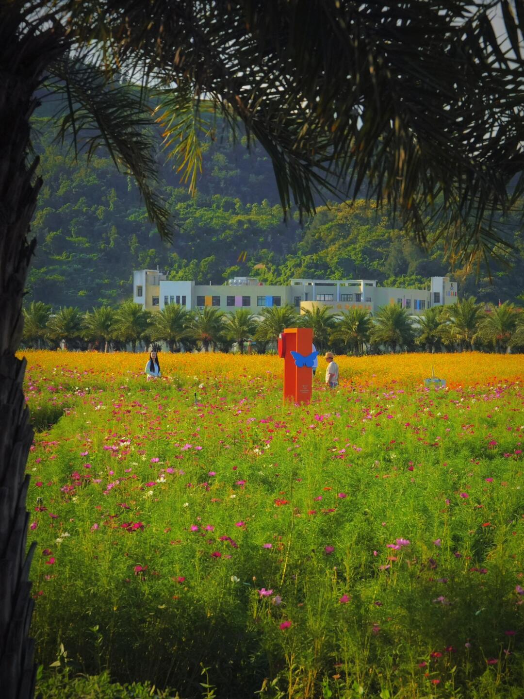 通知乐清人‼️朋友圈秋季“摄影赛了”已开始
