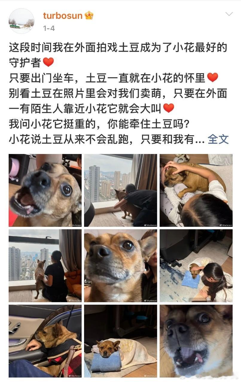 网友回忆与邓超孙俪流浪狗的故事哈哈哈哈哈 好心网友救下流浪土豆，孙俪邓超又领养了