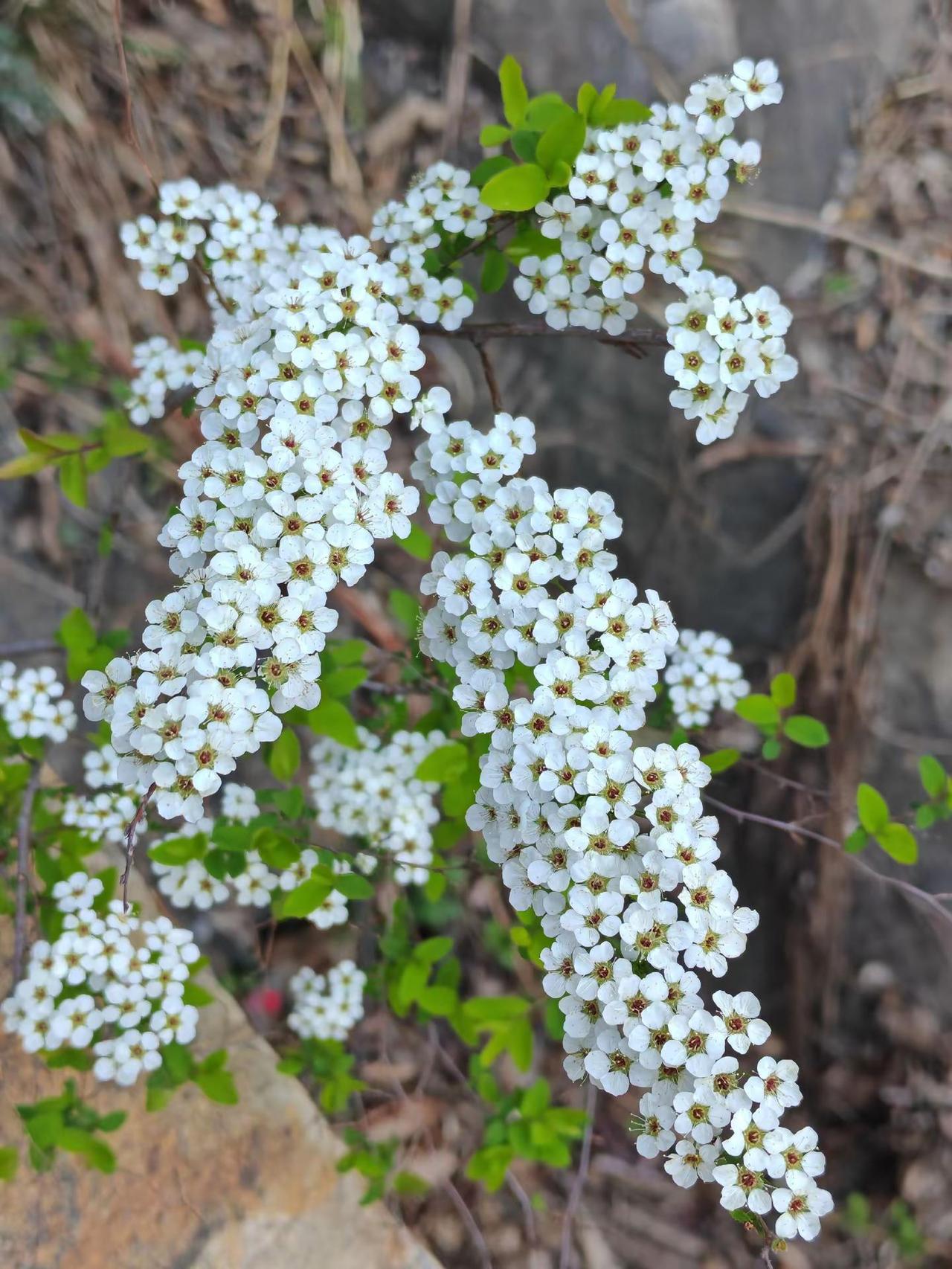 爱生活爱养花 一花一草一世界 我的花花草草 养花我是认真的 养花人的乐趣