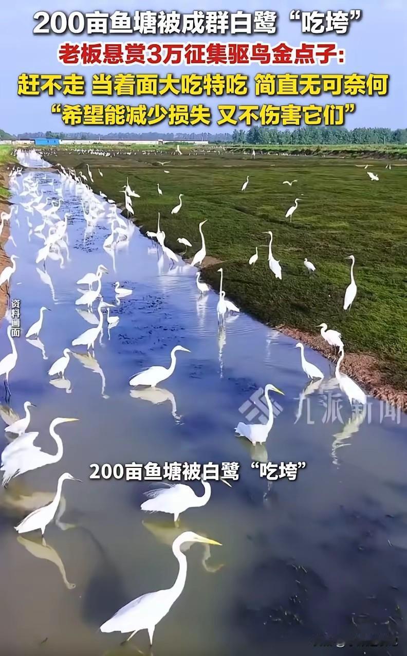 两百亩鱼塘，快被成群白鹭给“吃垮”了，鱼塘老板直接悬赏三万块，全网征集驱鸟的好点